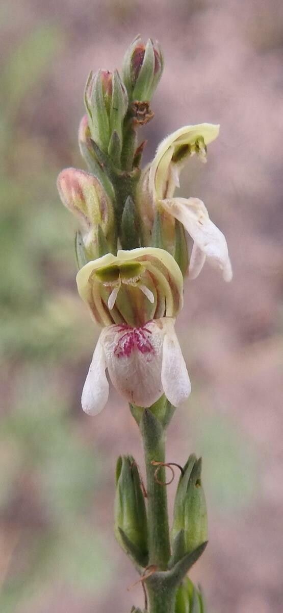 Justicia bequaertii — houseplant care guide