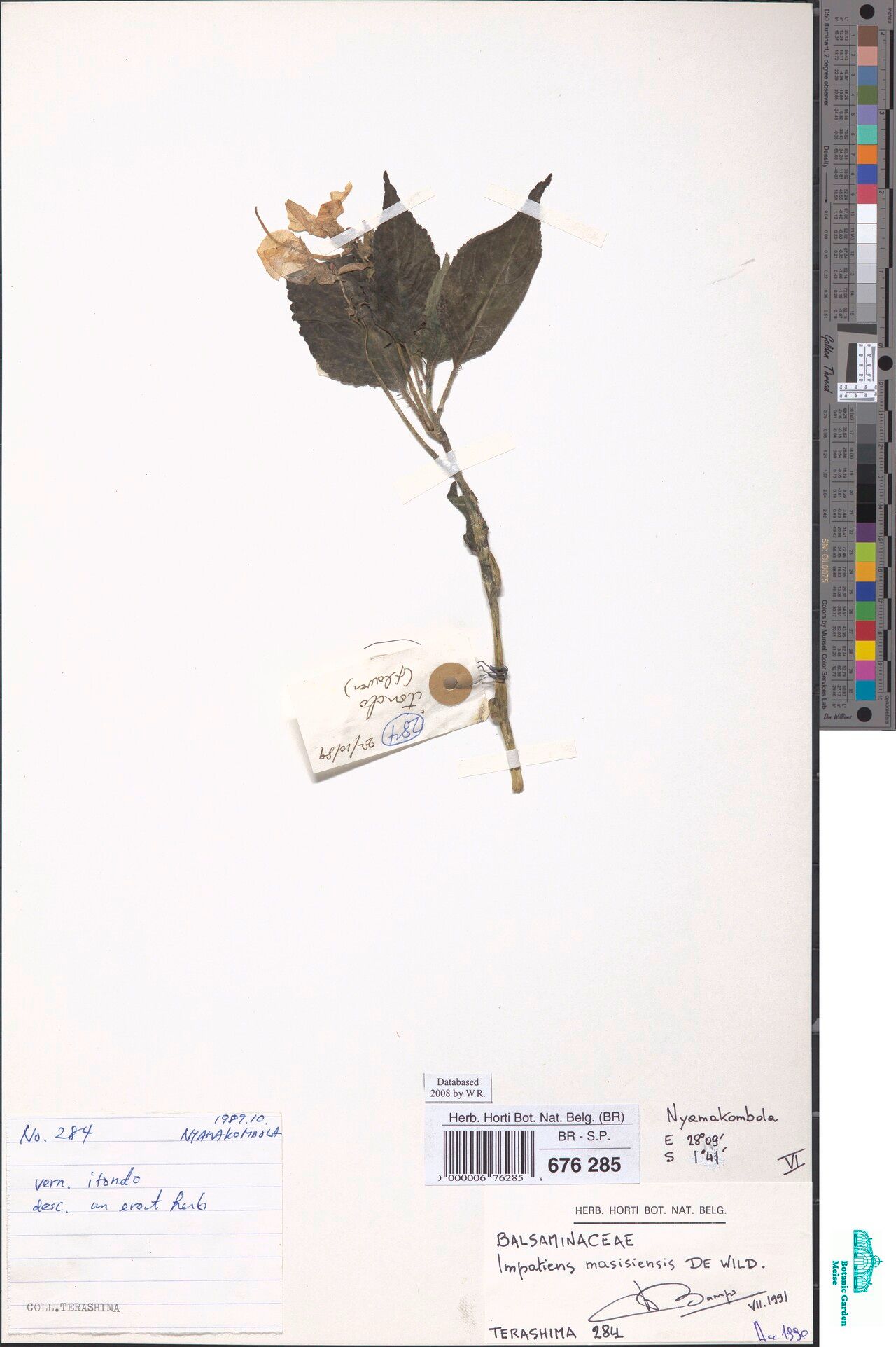 Impatiens masisiensis — houseplant care guide