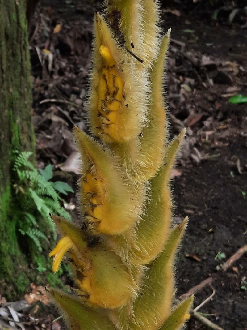 Heliconia xanthovillosa flower