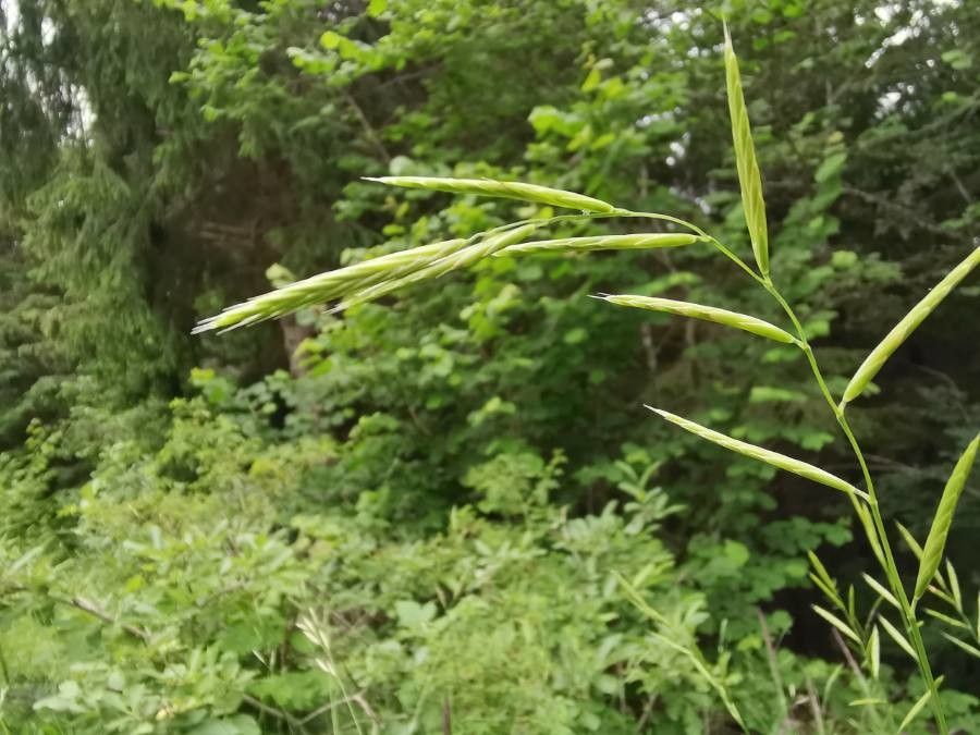 Brachypodium rupestre flower