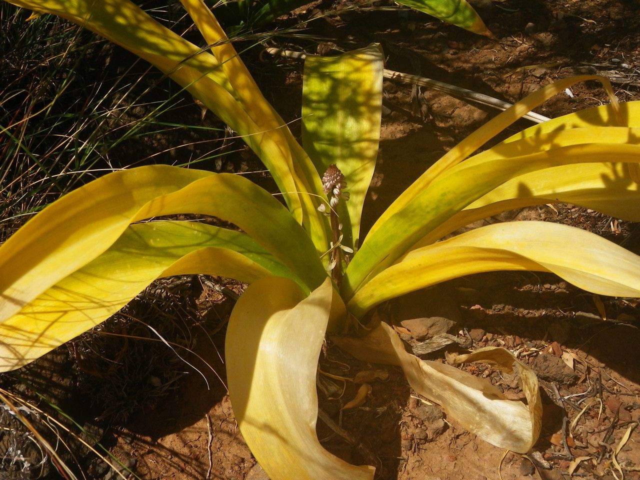 Drimia hesperia leaf