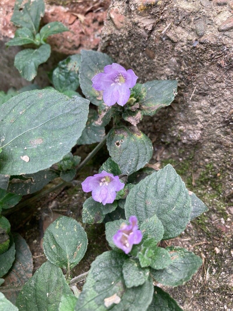 Strobilanthes capitata — search result for 'Strobilanthes'