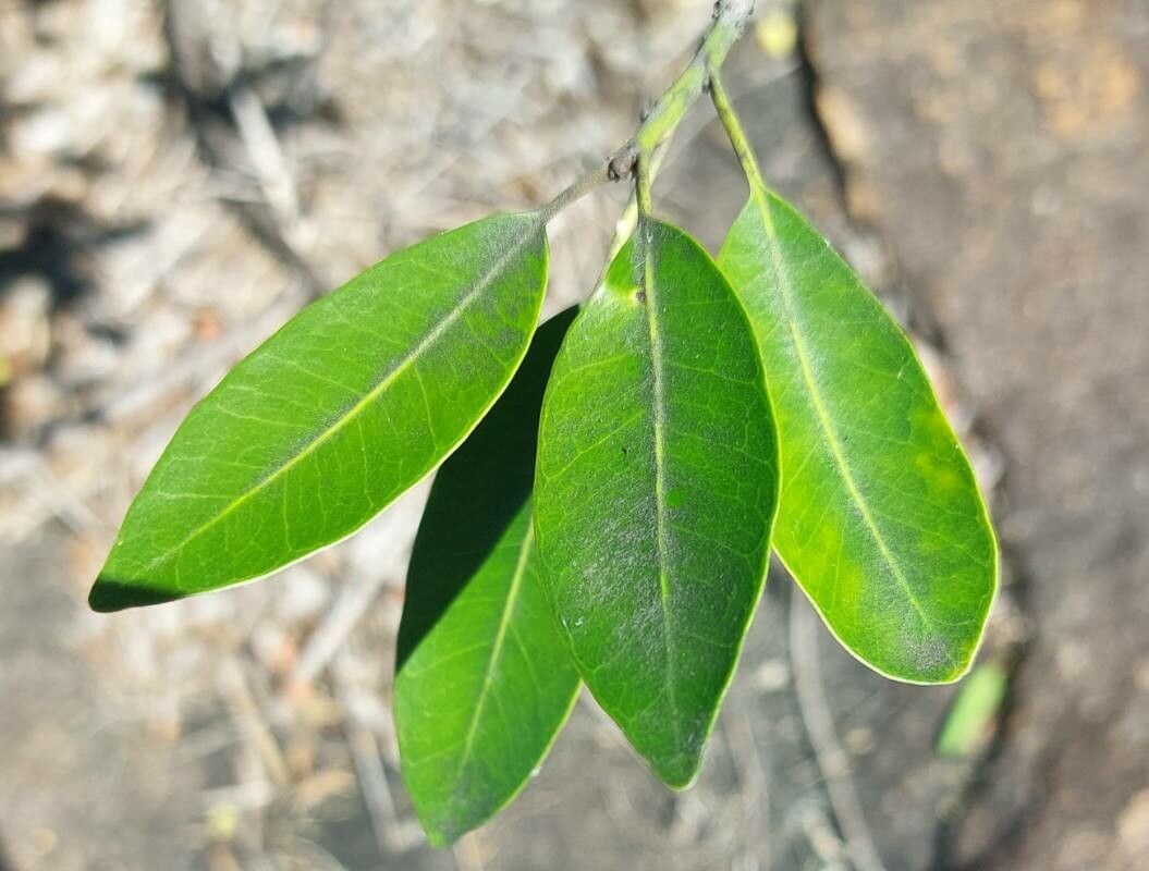 Mimusops zeyheri — houseplant care guide