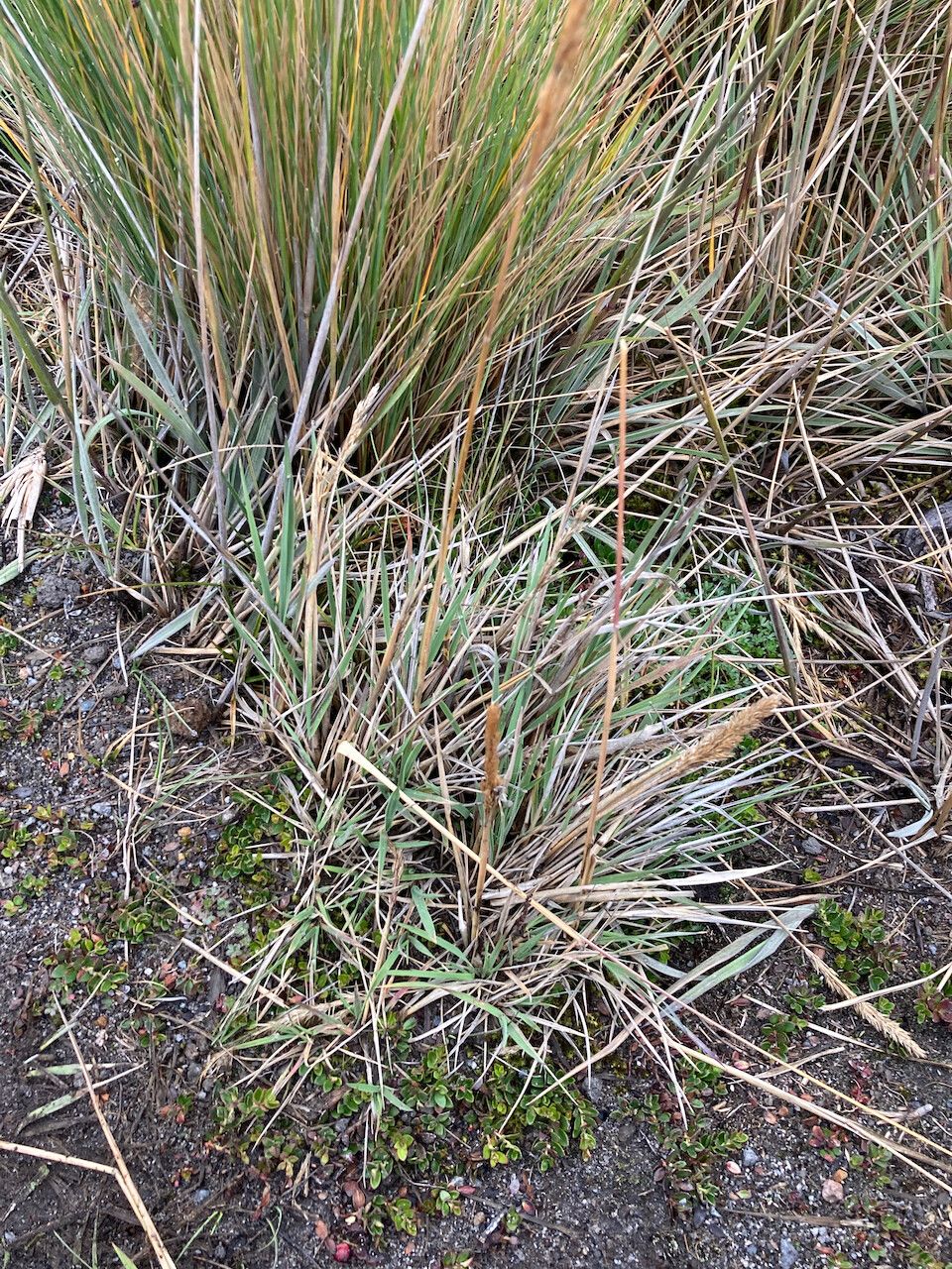 Polypogon magellanicus habit