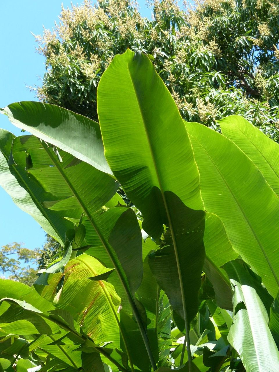 Heliconia caribaea — search result for 'Heliconia'
