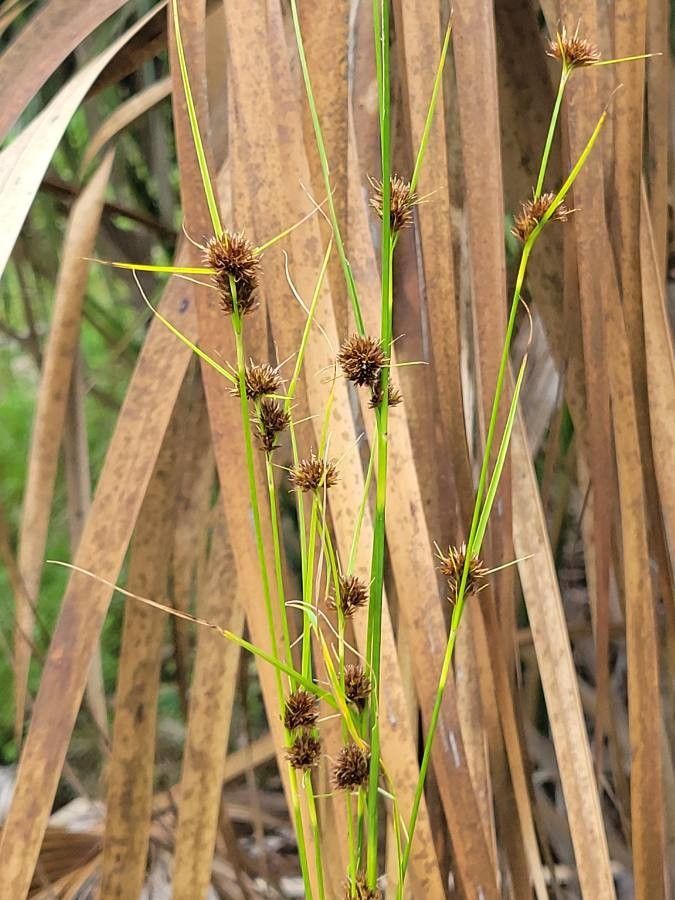 Rhynchospora fascicularis flower