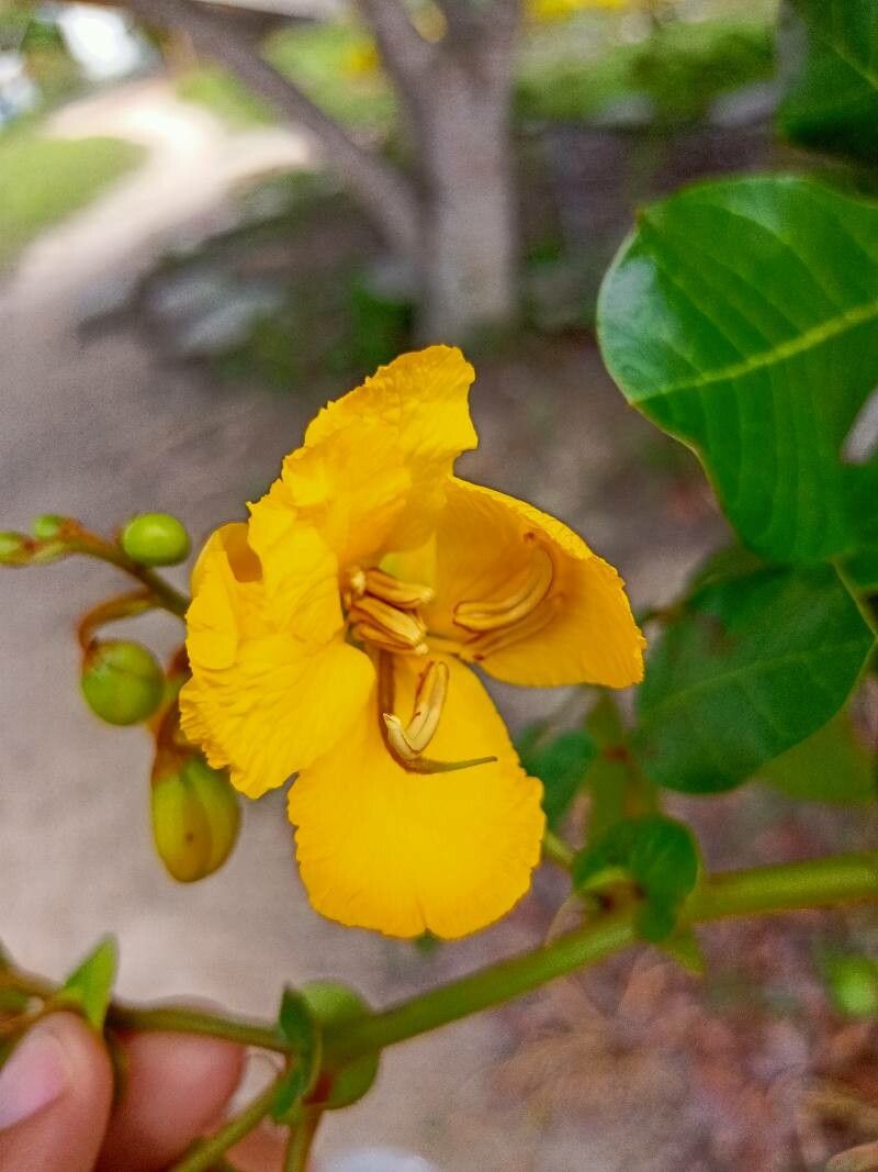 Senna appendiculata flower