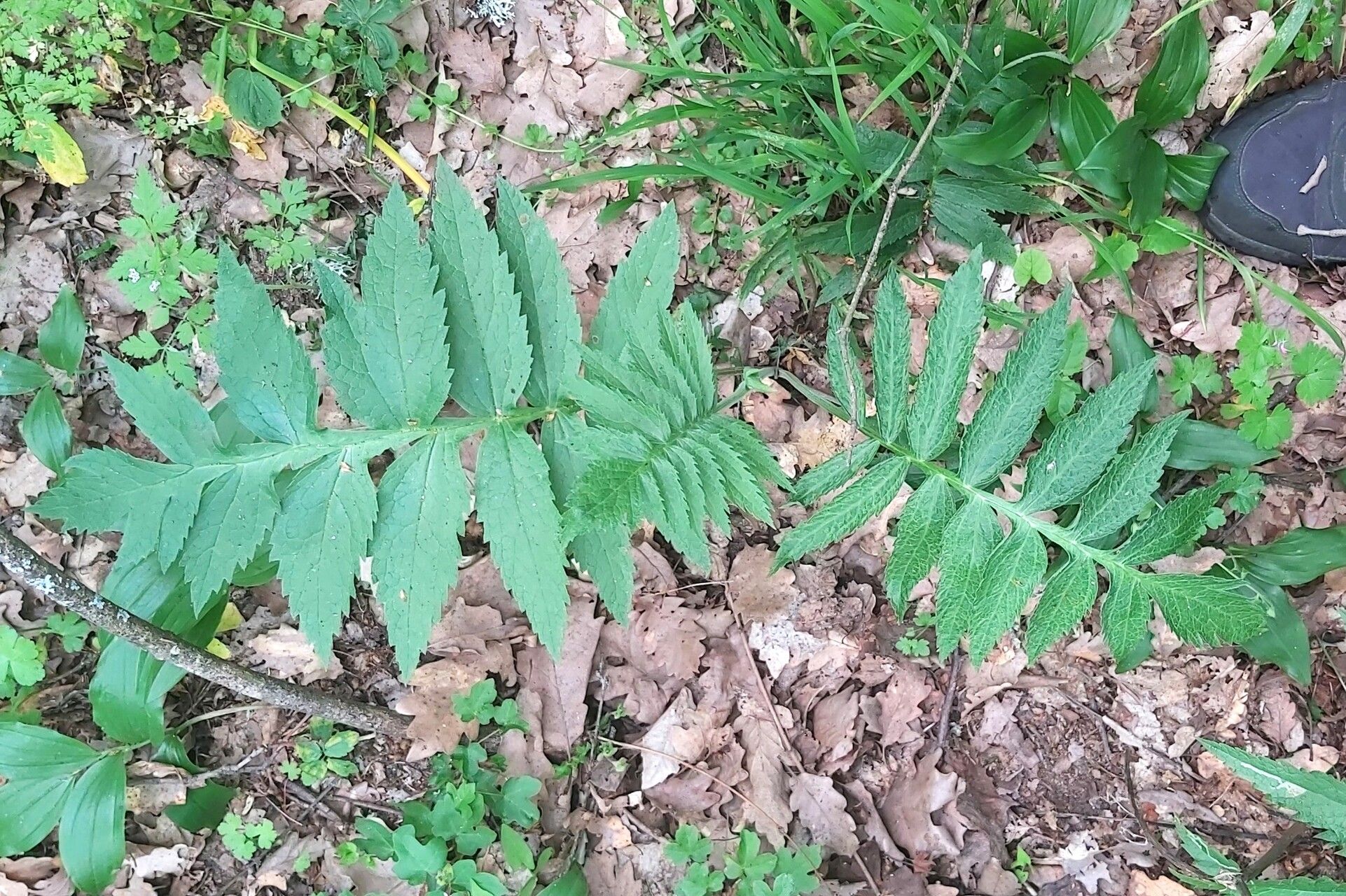 Jacobaea othonnae — search result for 'Jacobaea'