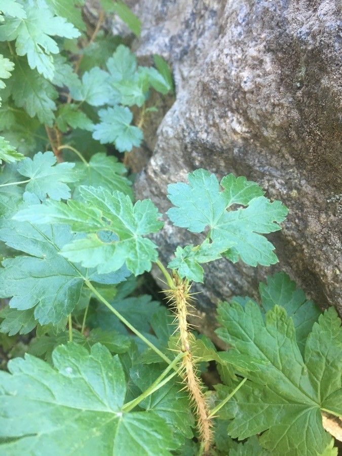 Ribes inerme — search result for 'Ribes'