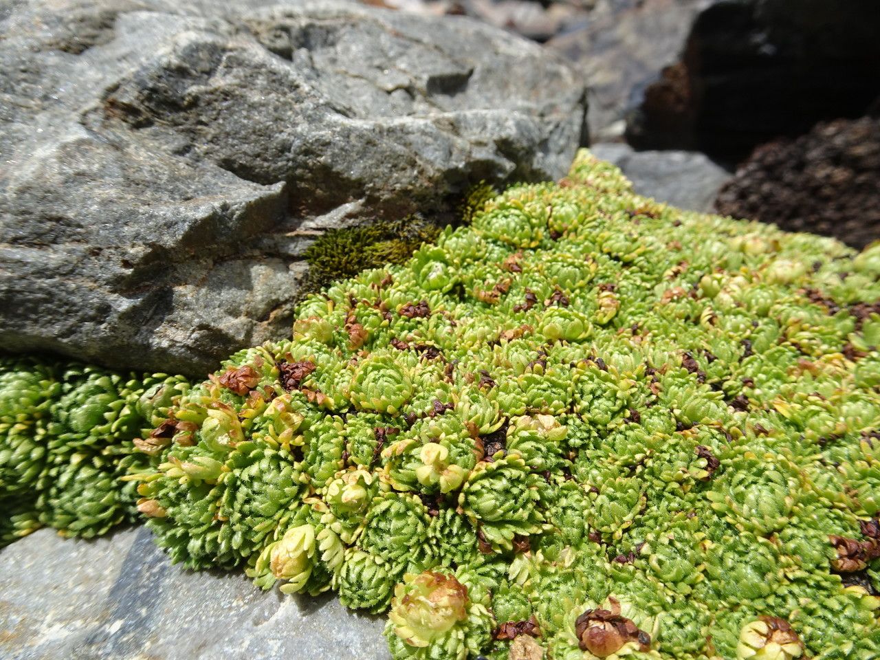 Saxifraga boussingaultii habit