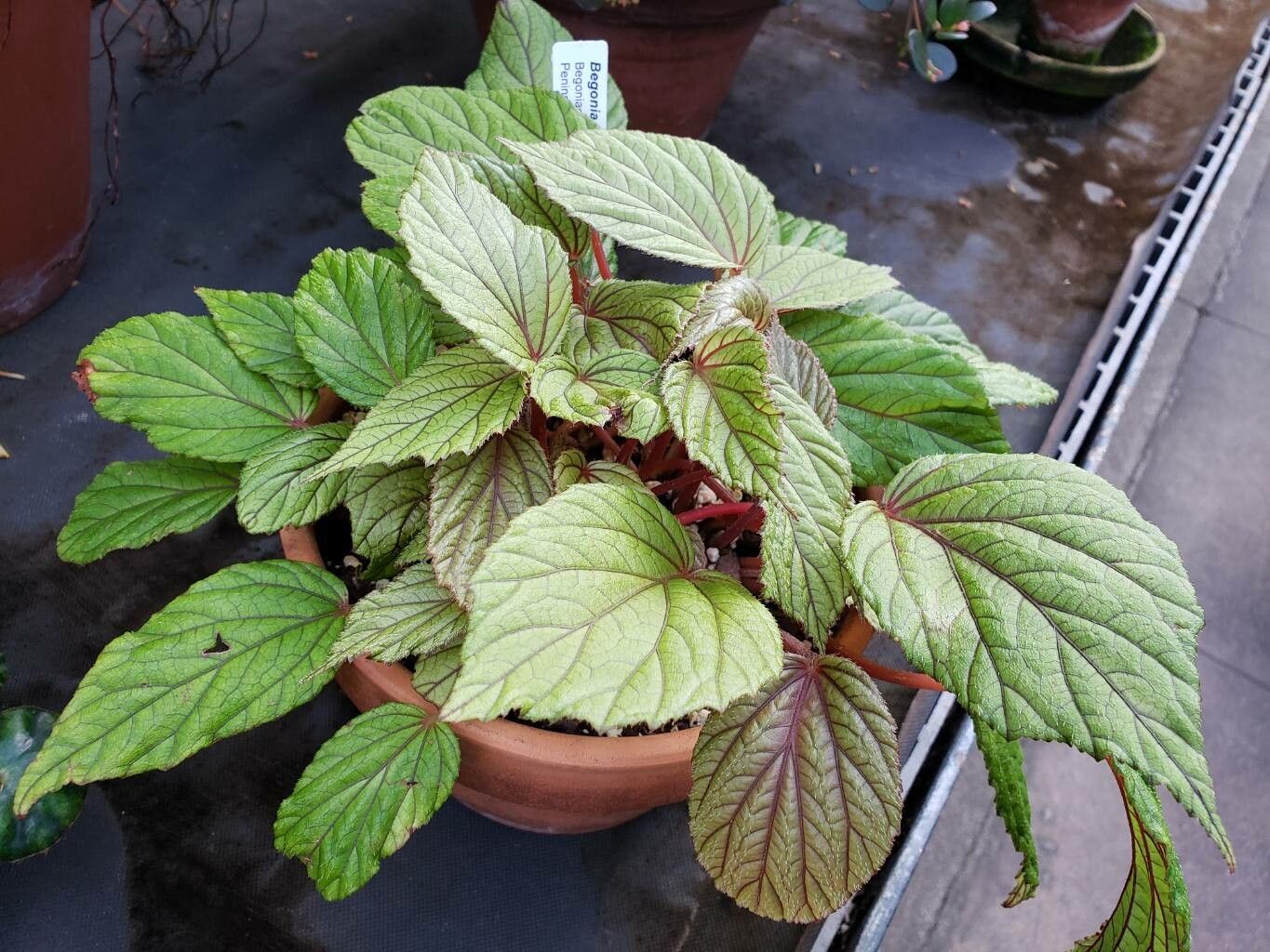 Begonia abdullahpieei habit