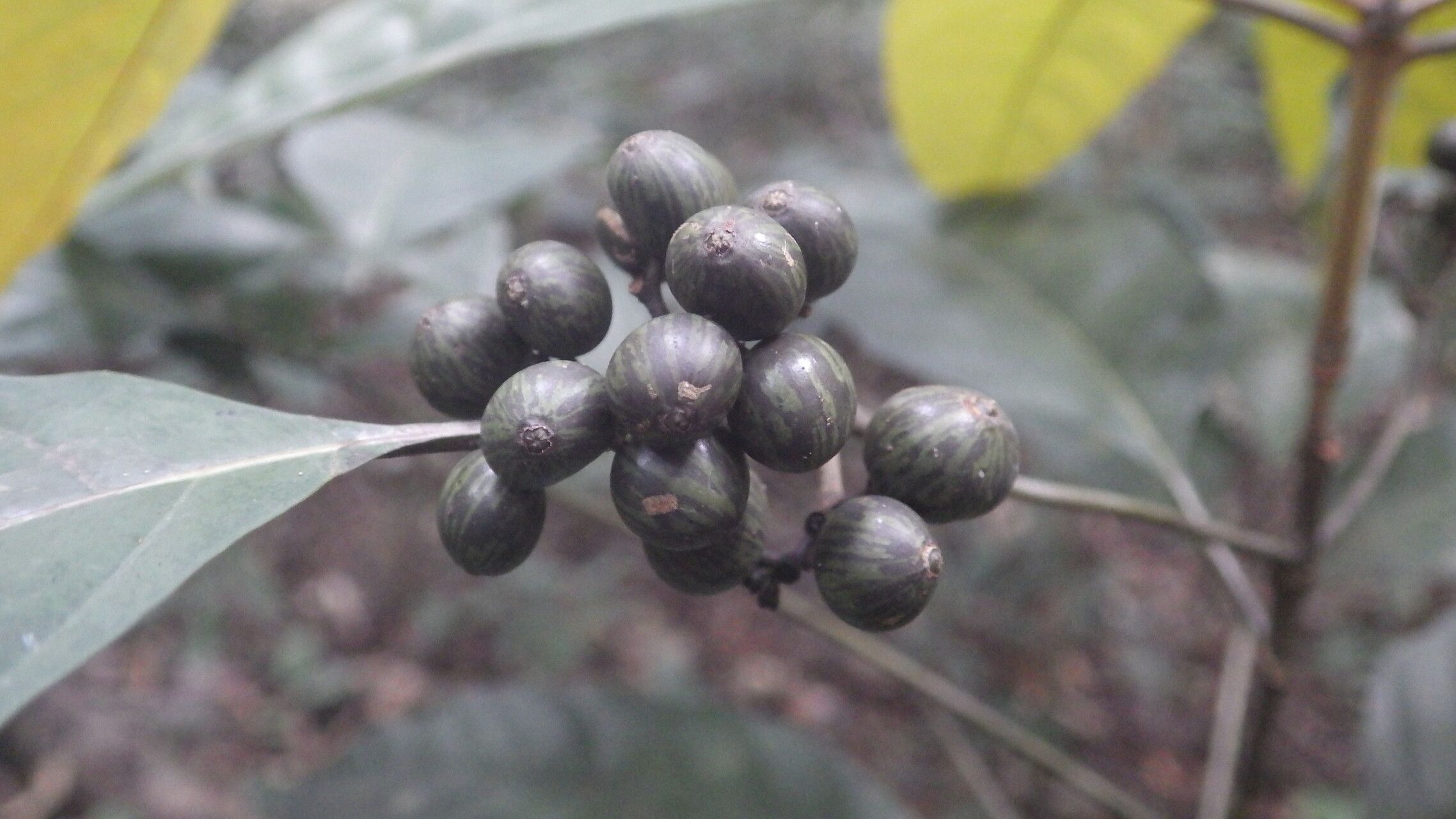 Pavetta urophylla fruit