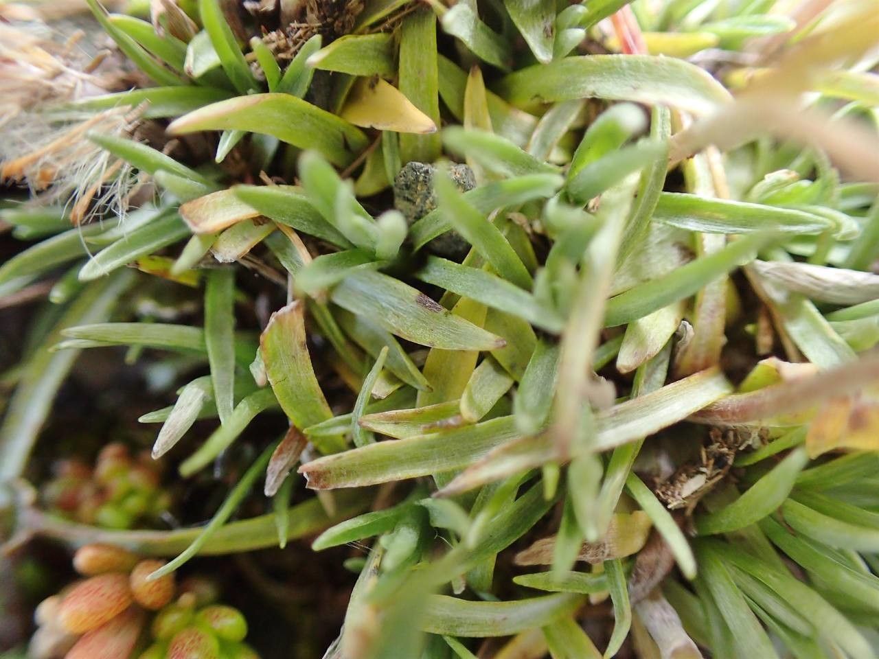 Gnaphalium supinum flower