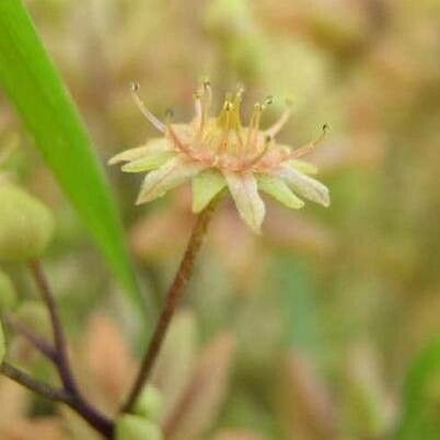 Monanthes anagensis flower