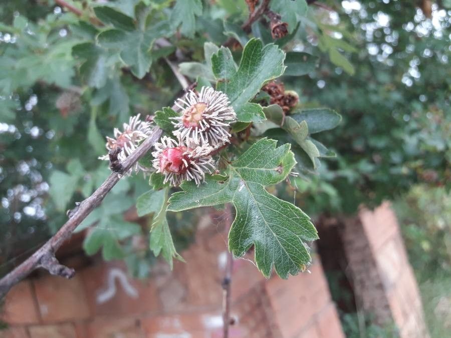 Crataegus coccinioides flower