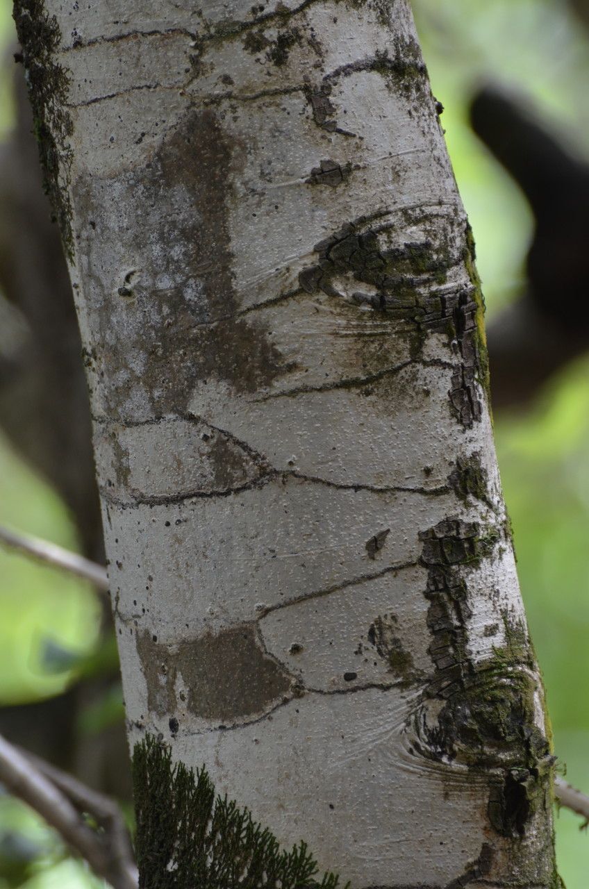 Diospyros egrettarum bark