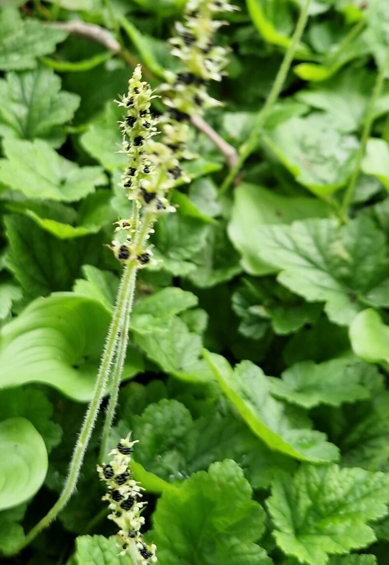Boykinia rotundifolia — related species from the same genus