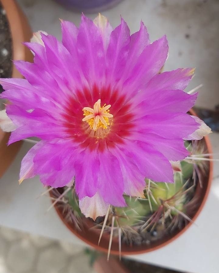 Echinocactus Horizonthalonius flower