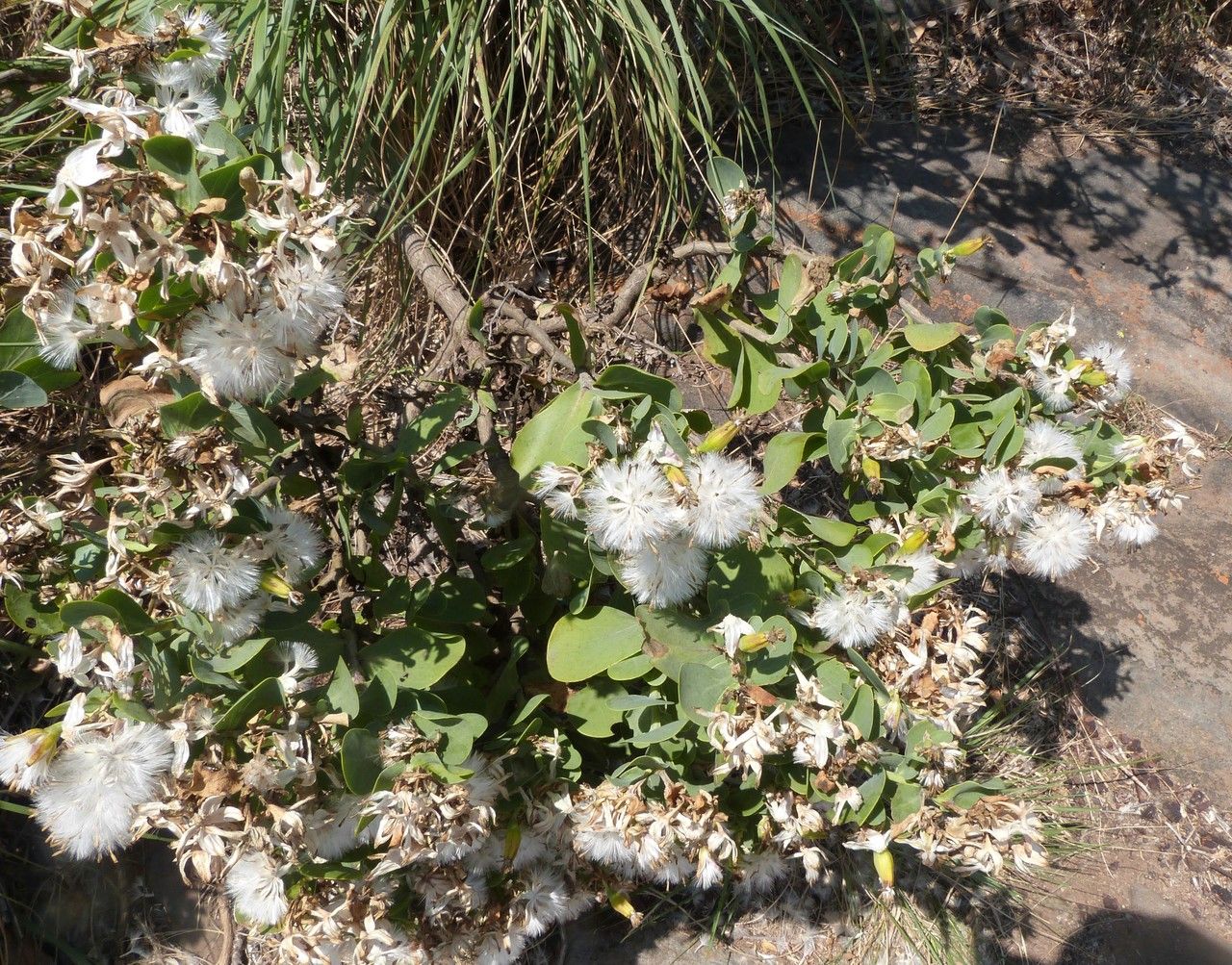 Lopholaena coriifolia habit
