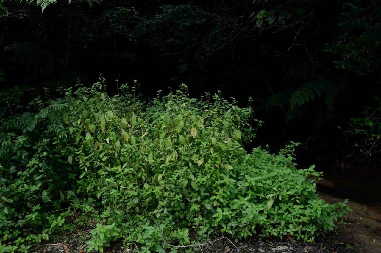 Hygrophila costata habit