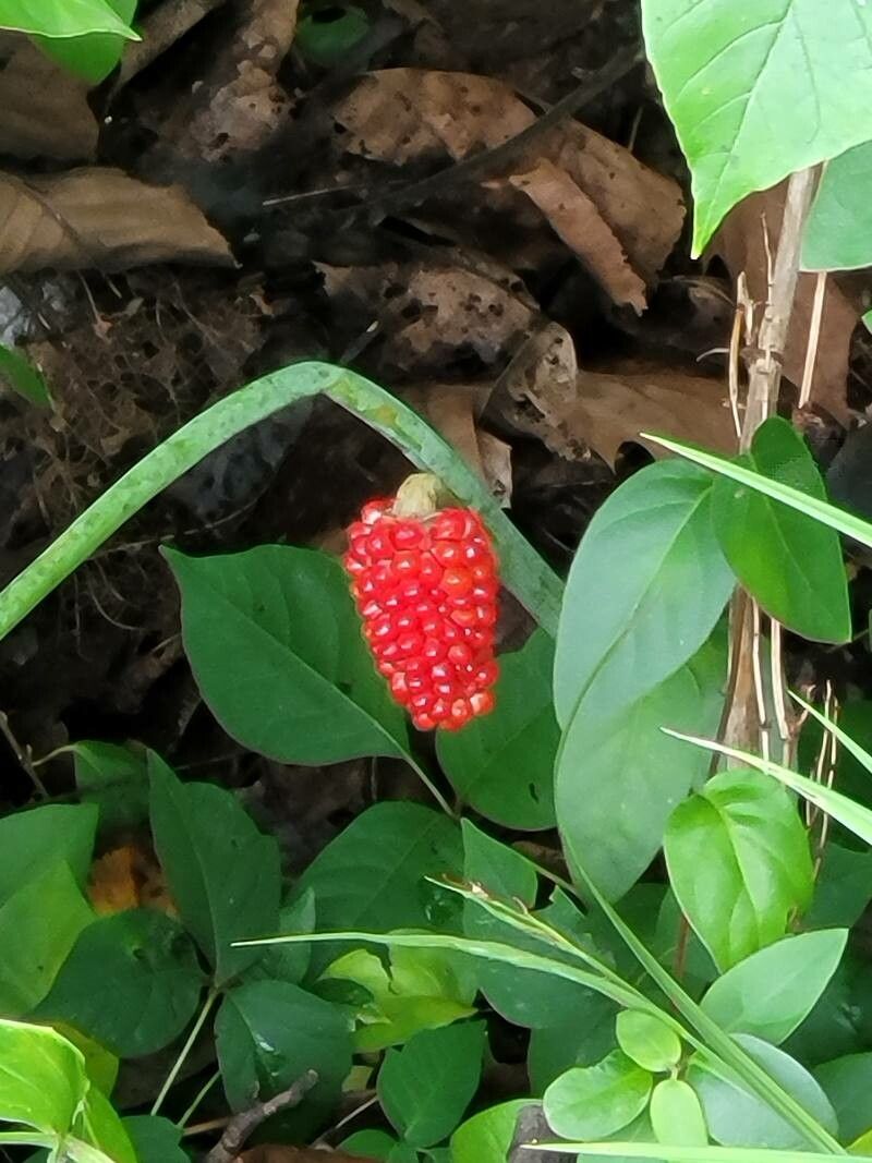 Arisaema dracontium flower