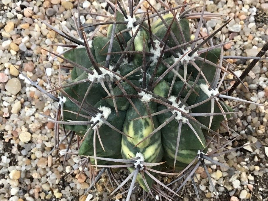 Gymnocalycium Mostii