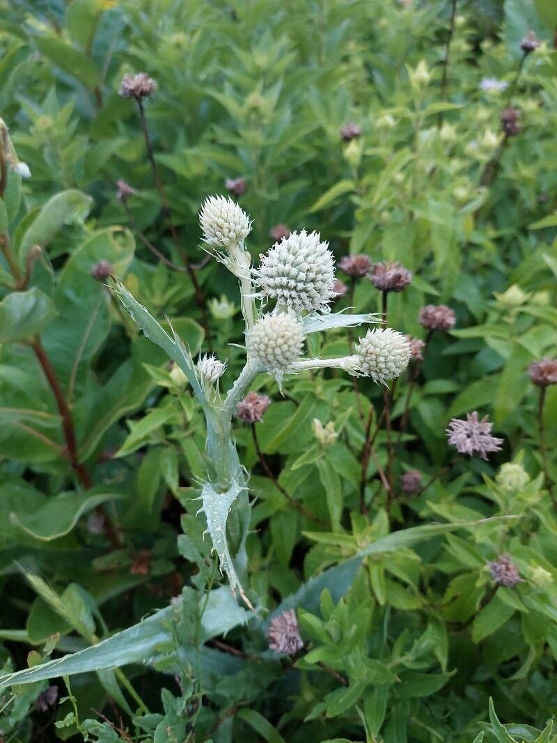Eryngium aquaticum