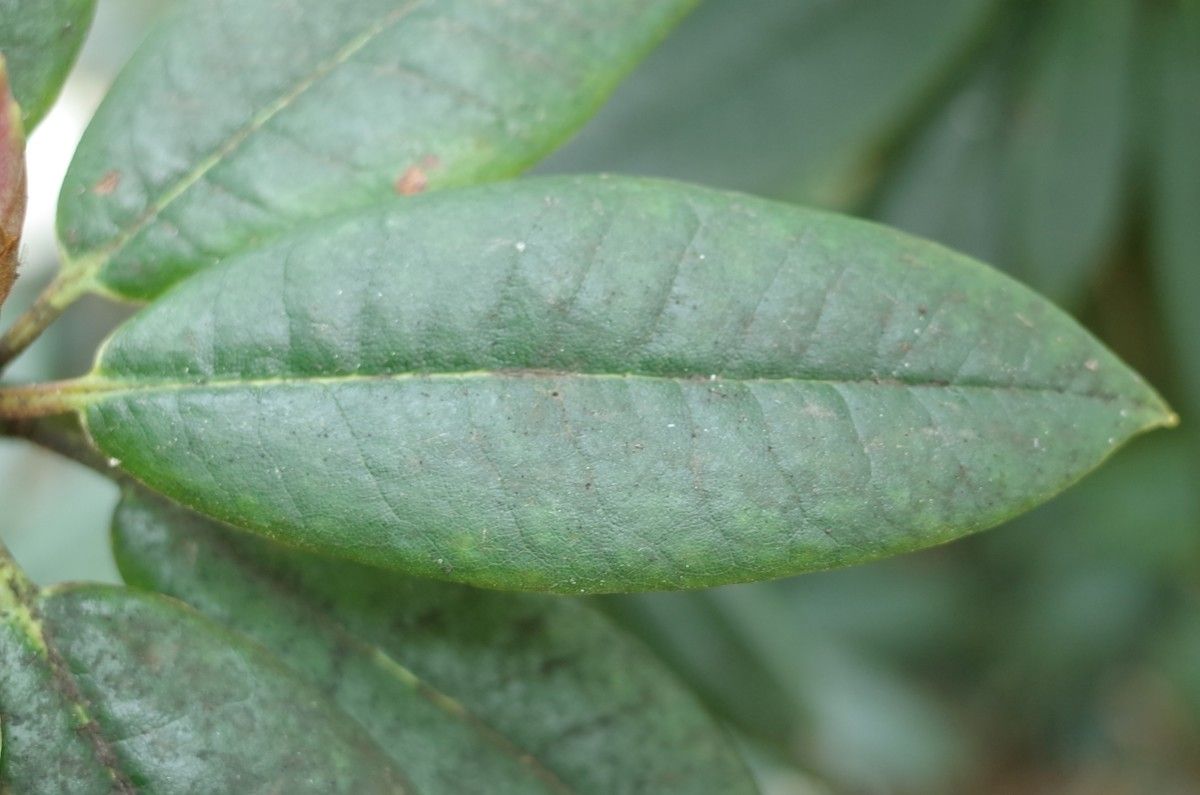 Rhododendron irroratum leaf