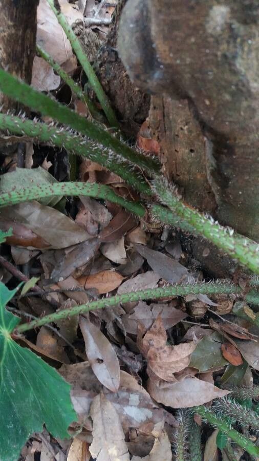 Begonia obliqua bark