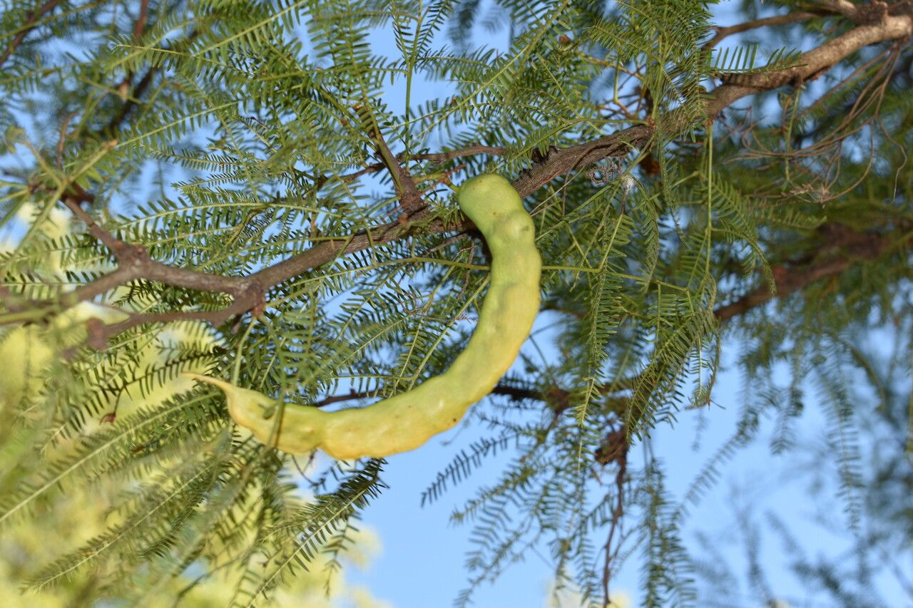 Prosopis alba fruit