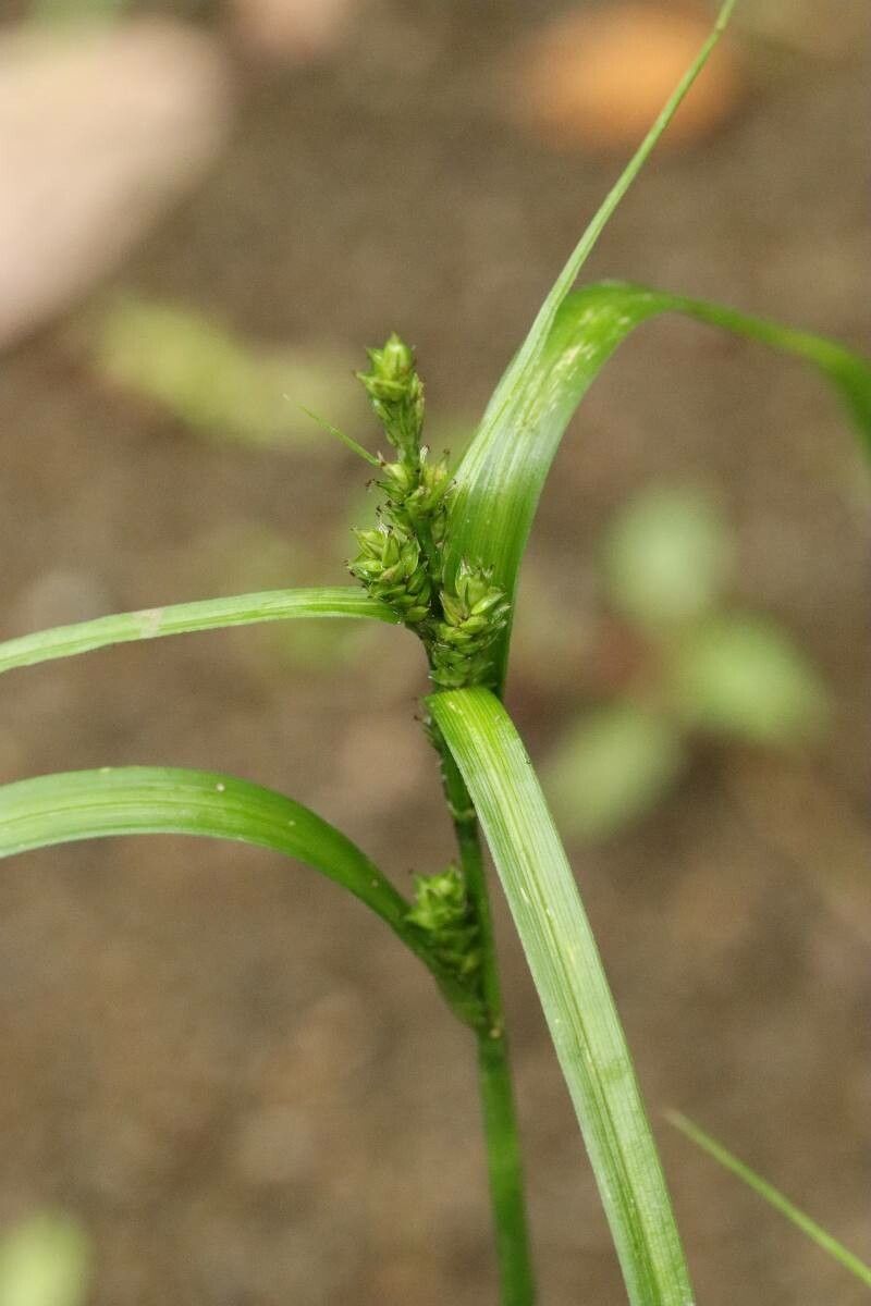 Carex gibba — houseplant care guide