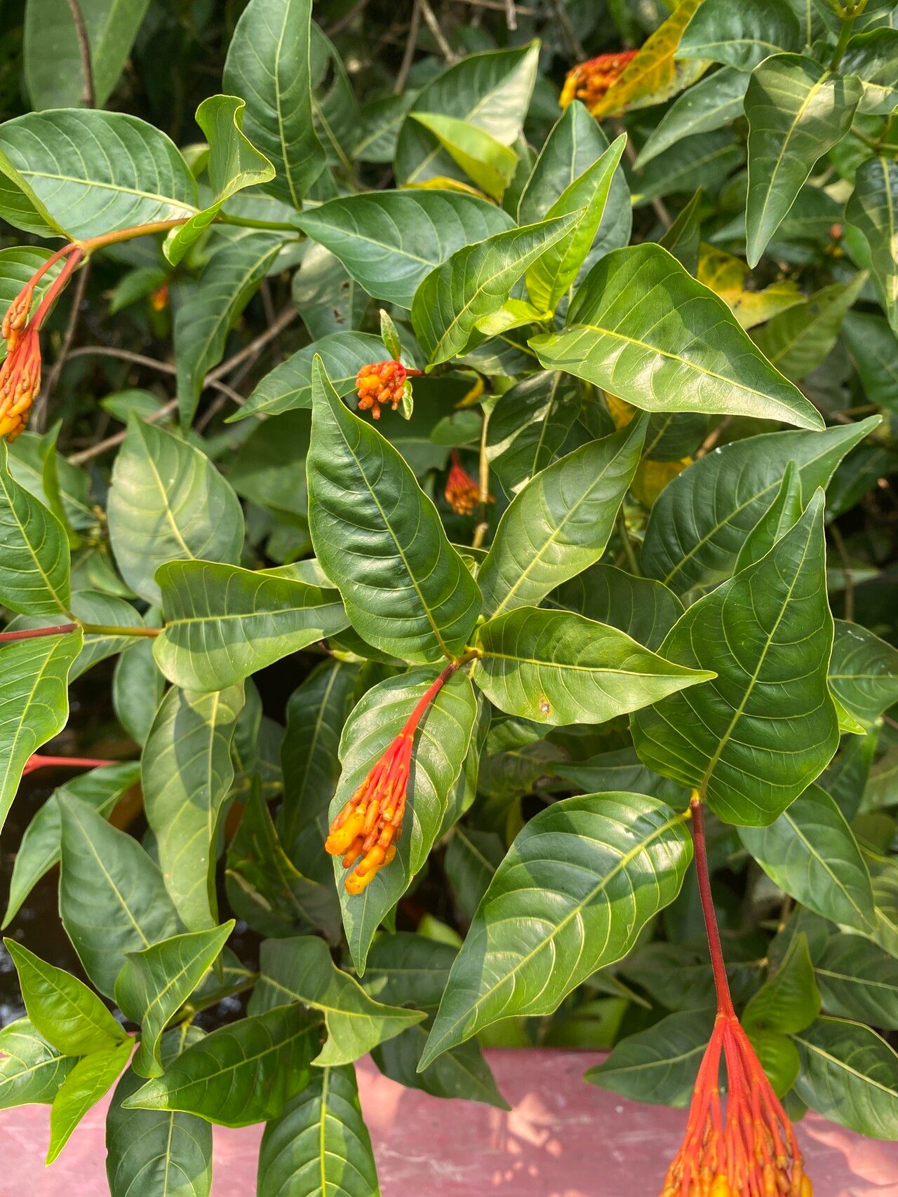 Palicourea fastigiata — houseplant care guide