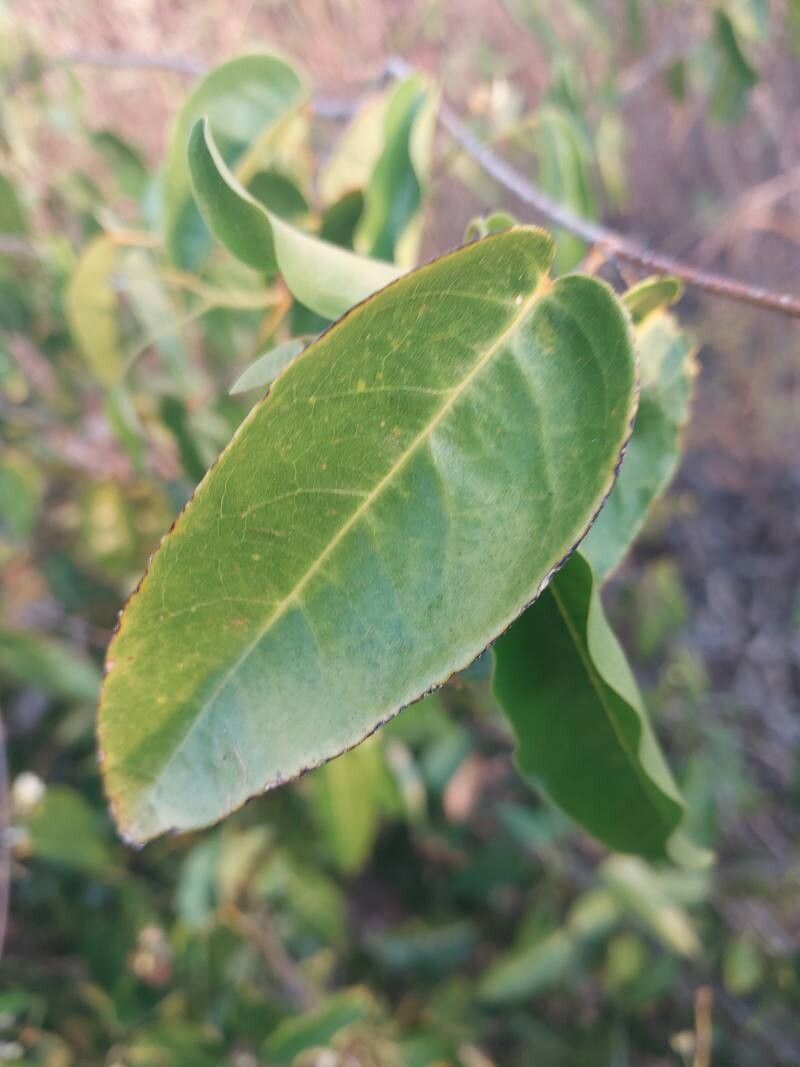 Baphia capparidifolia leaf