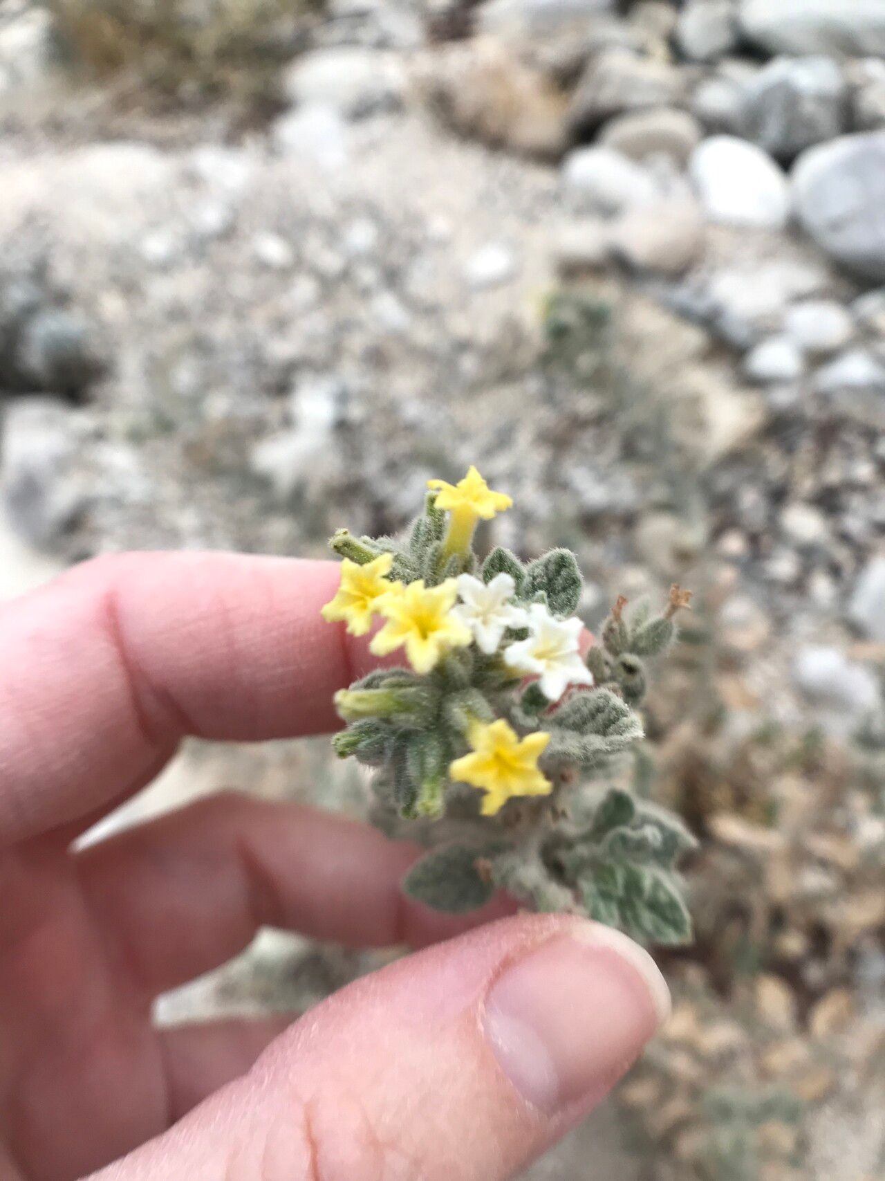 Heliotropium arbainense flower