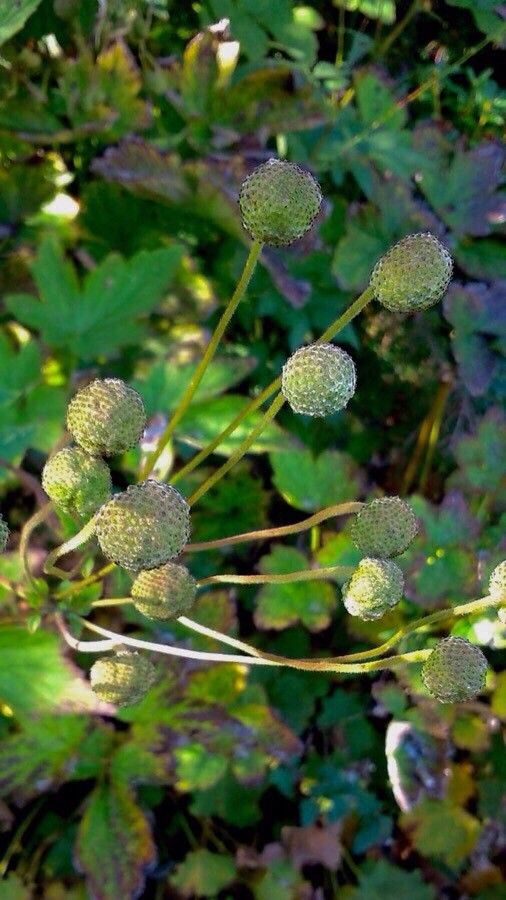 Anemone hupehensis fruit