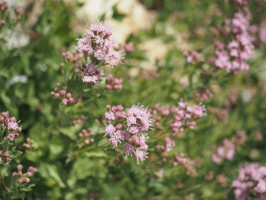 Ageratina occidentalis flower