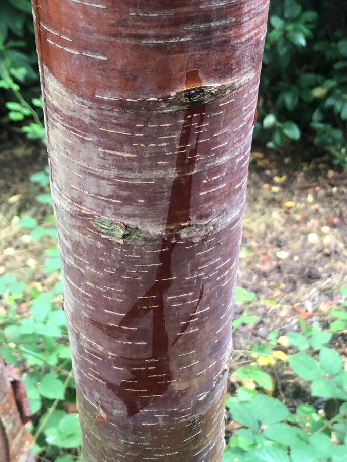 Betula albosinensis bark