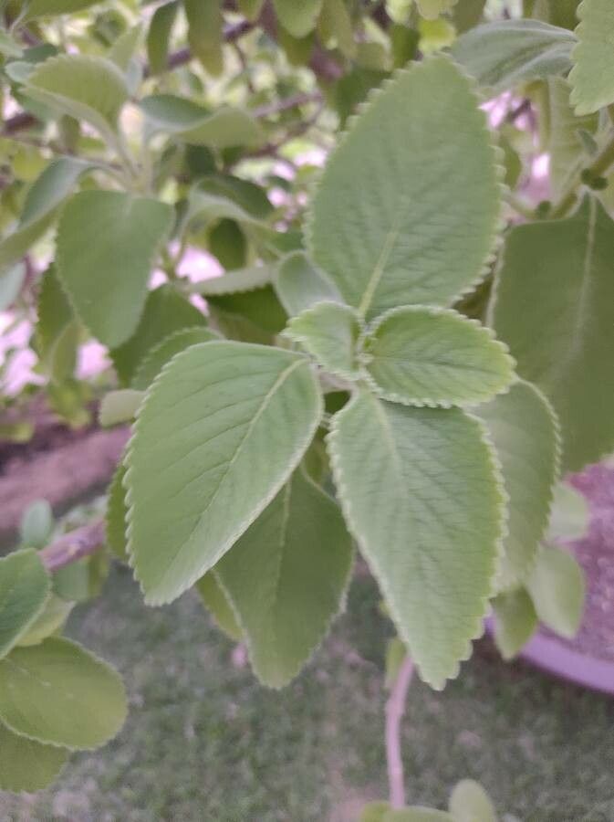 Plectranthus barbatus leaf
