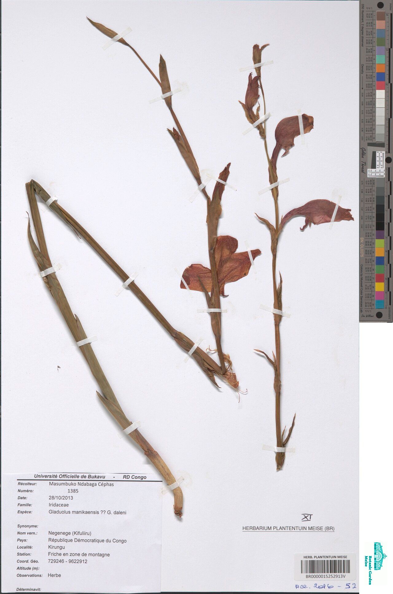 Gladiolus manikaensis — search result for 'Gladiolus'