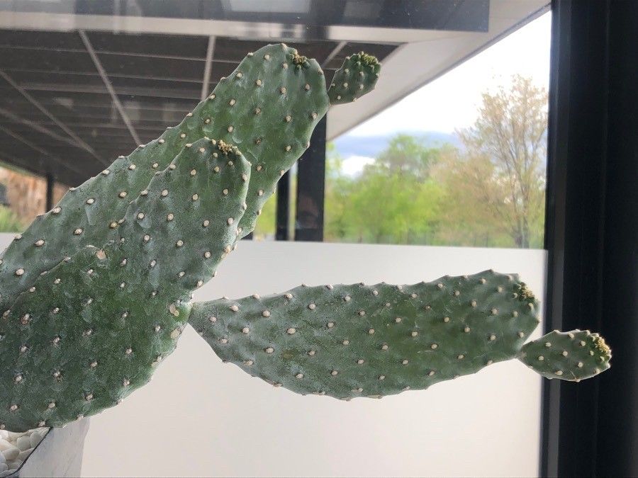 Consolea rubescens leaf