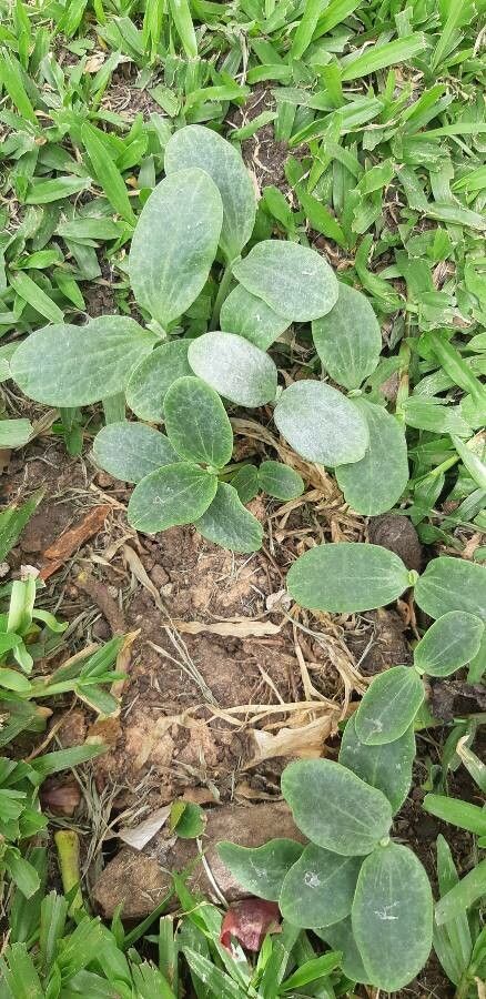 Cucurbita foetidissima