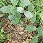 Cucurbita foetidissima