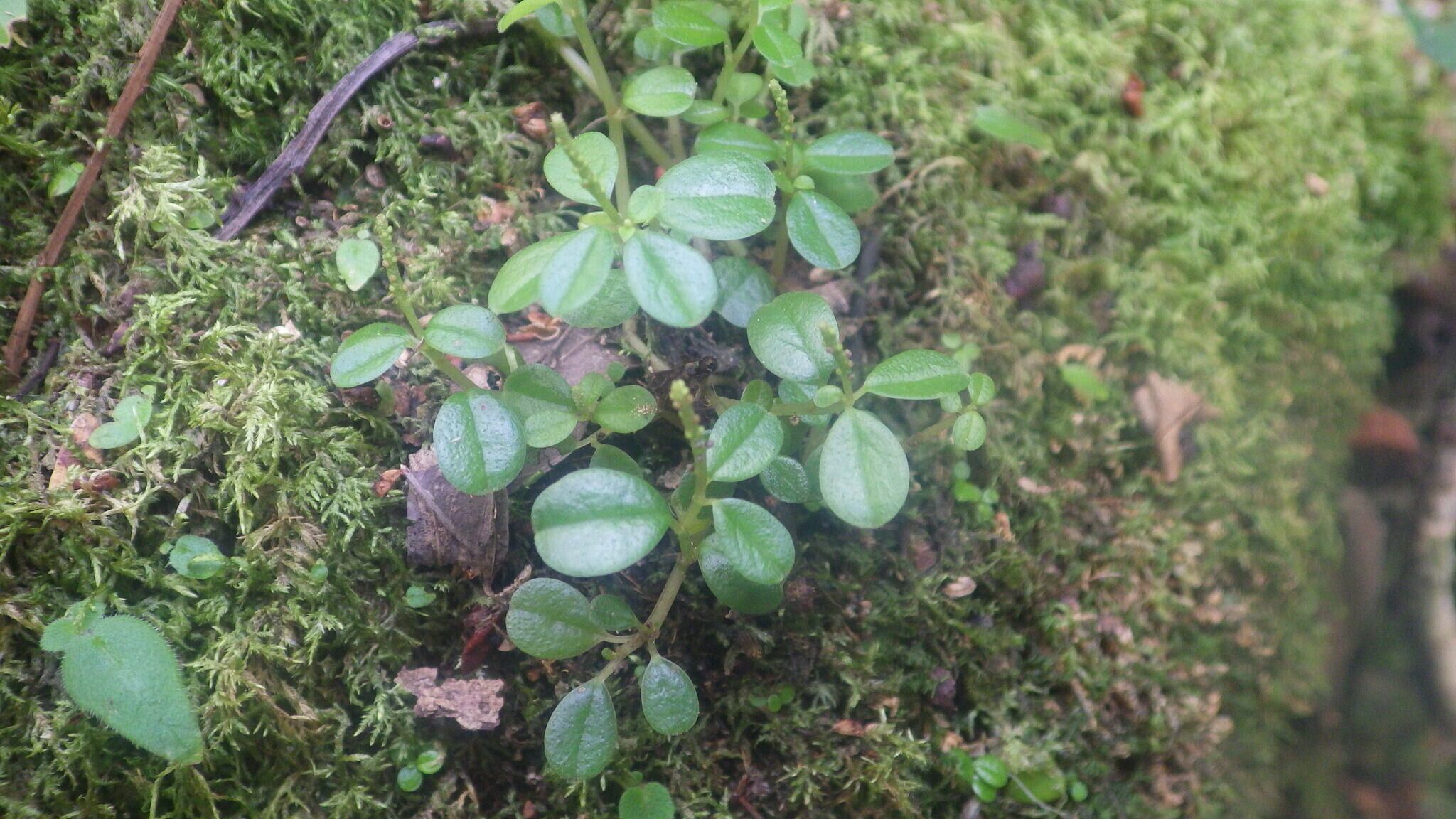 Peperomia madagascariensis habit