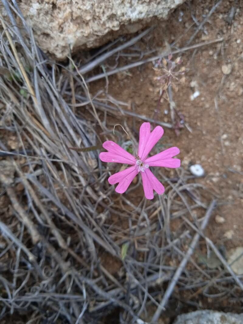 Silene stockenii flower