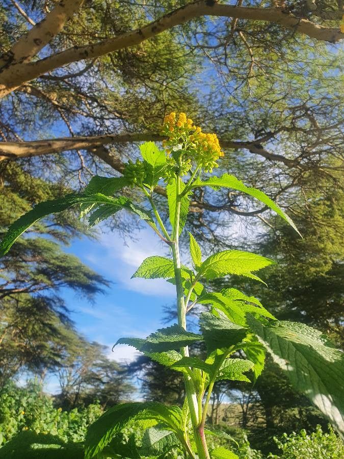 Crassocephalum montuosum habit