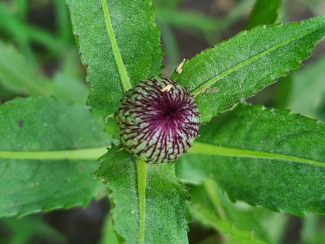 Sphaeranthus suaveolens fruit