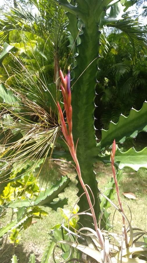 Tillandsia utriculata flower