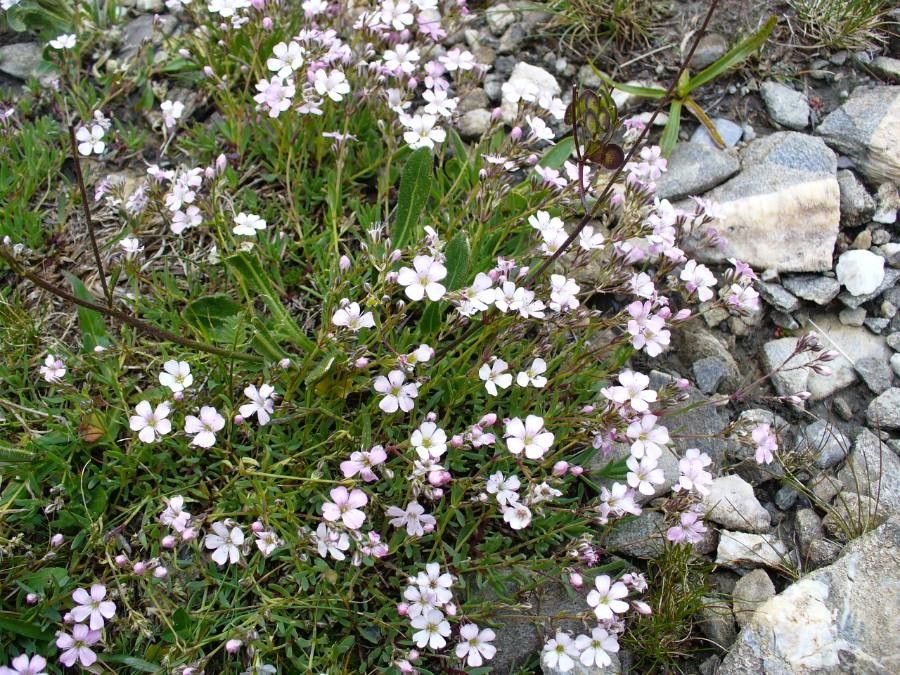 Gypsophila Repens flower