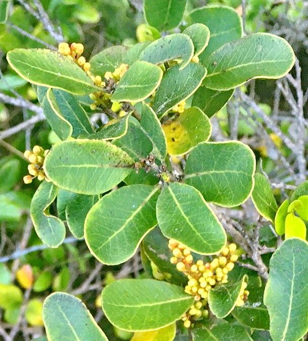 Lithraea caustica flower