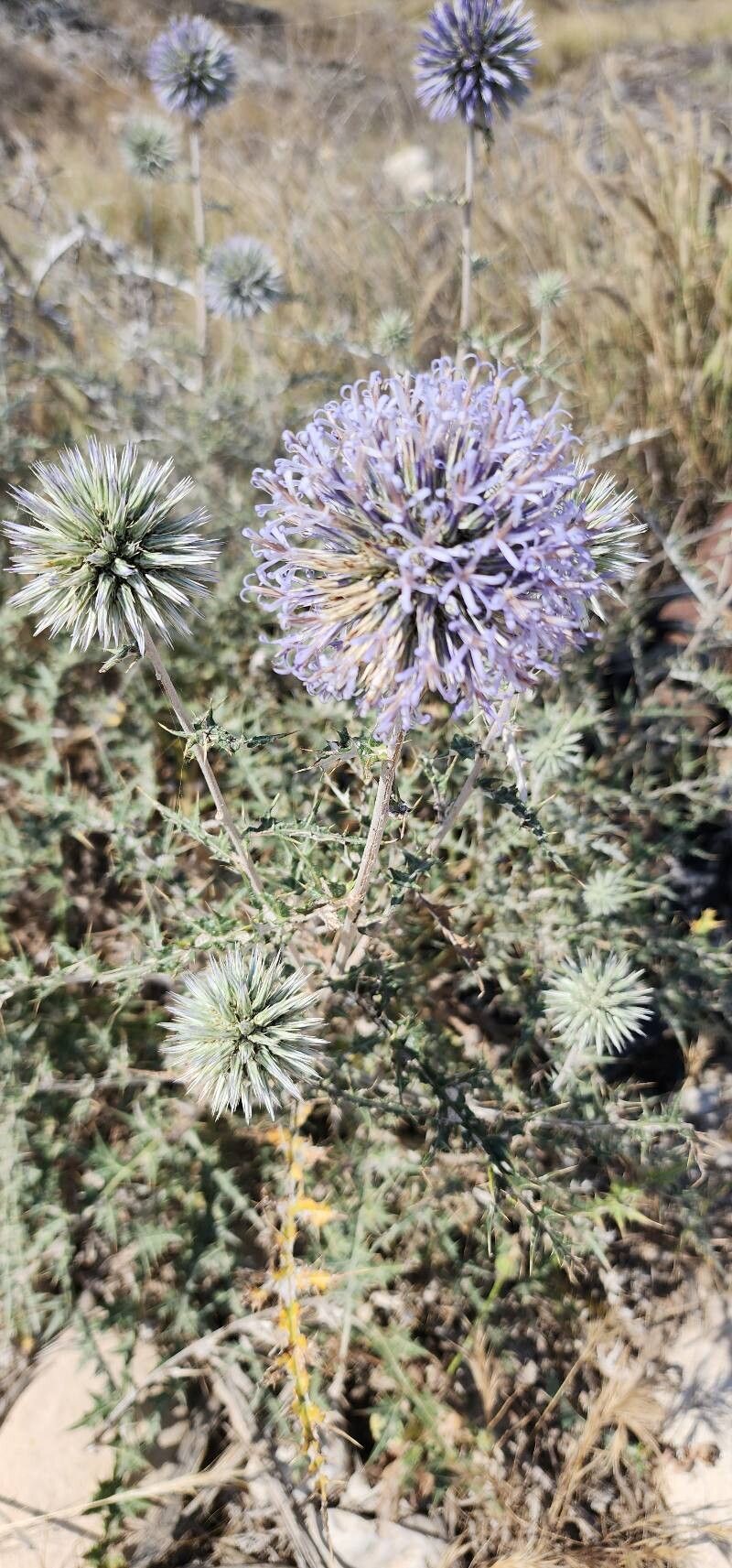 Echinops orientalis habit